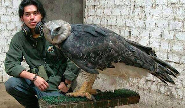 Harpy Eagle Has Claws More Powerful Than A Rottweiler’s Jaws