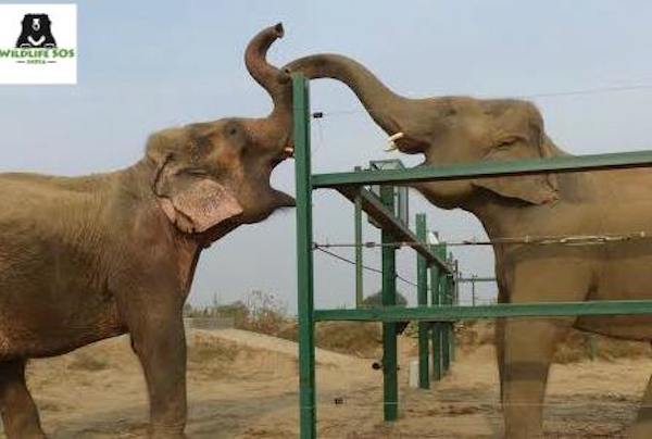 hello-elephants