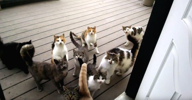 Loud ‘Herd of Cats’ Greets Farmer Every Morning At His Door