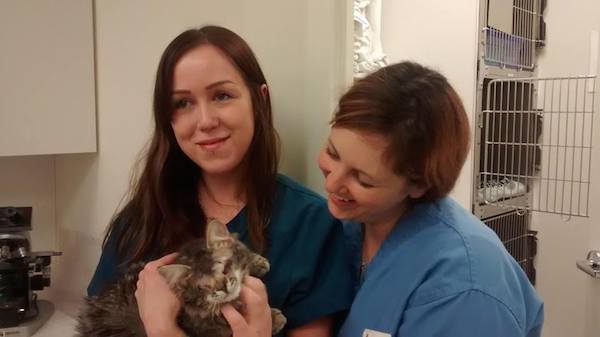 hope-kitten-2
