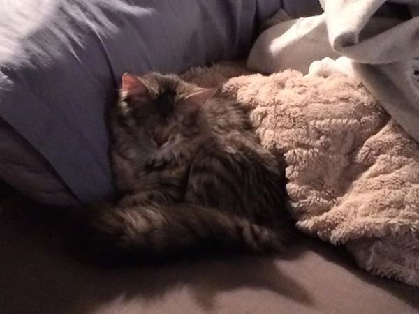 hope-kitten-7