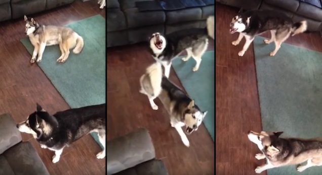 Huskies Hilariously Howl Like Banshees When They Watch Dog Video