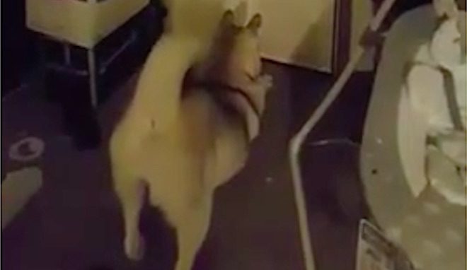 Dog Adorably Greets Her Dad At The Door When He Comes Home From Work