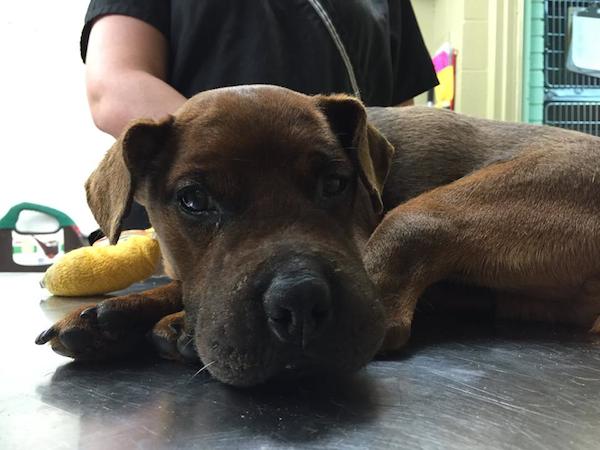 Tiny Dog Bound With Electrical Tape Had Only Hours Left To Live When He Was Found By Good Samaritan