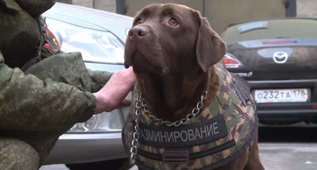 Russian Company Develops K-9 Body Armor To Help Keep Bomb-Sniffing Dogs Safe