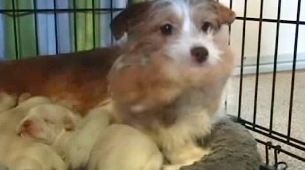 dog with kittens