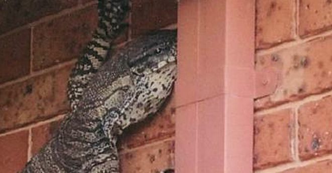 Giant Lizard Gives Man A Fright And One Awesome Photo Op