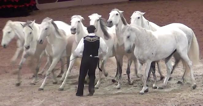 lorenzo's horses