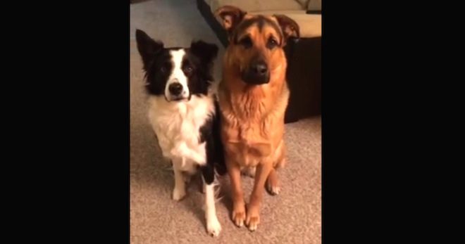 Border Collie Does The Sweetest Thing When She Is Asked Who Her Best Friend Is