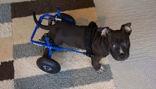 Partially Paralyzed Pit Bull Puppy Filled With Love And Hope