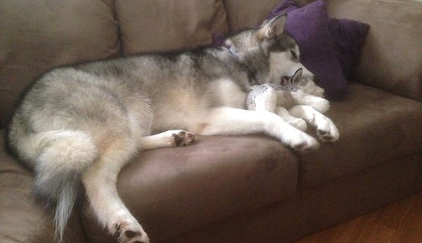 Malamute Still Cherishes Her Stuffed Animal From Puppyhood
