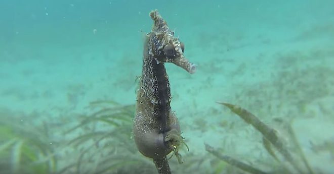 pregnant male seahorse