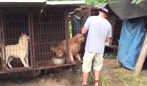 Dog Rescuer Spots Golden Retriever At Meat Farm And Refuses To Leave Him Behind
