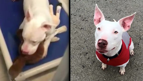 Deaf Pit Bull Who Cried After Her Best Friend Got Adopted Without Her Gets The Best News Possible