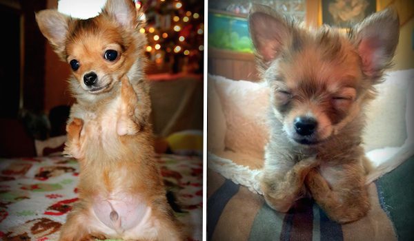 Rescued Chihuahua Born Without Front Legs Is Adorable Little Fighter