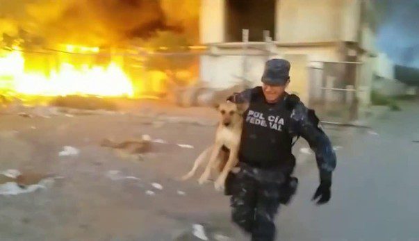 Policeman Risks His Live To Save Dog Trapped By Raging Fire