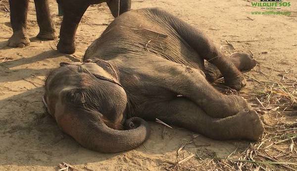 Circus Elephant Collapses With Joy When She Learns That She Is Finally Free