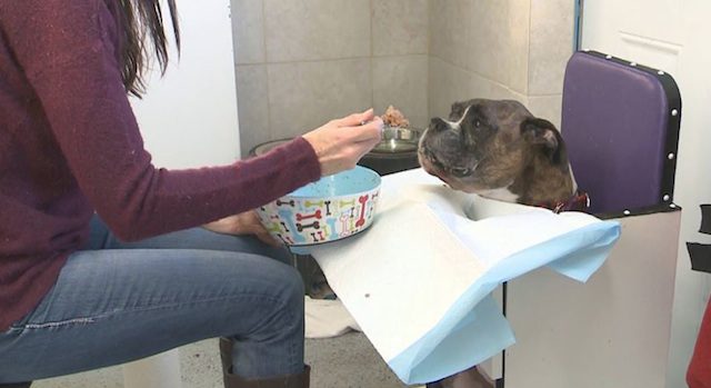 Dog With Special Way Of Eating Looking For A Forever Home