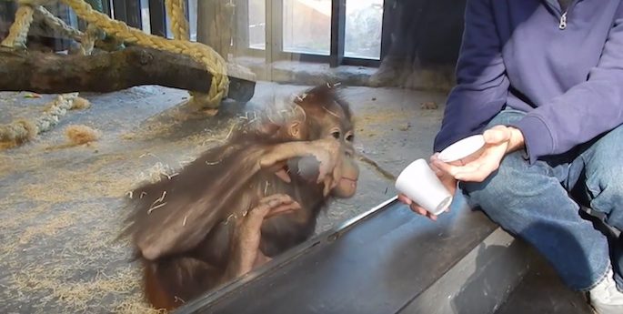 Orangutan Sees A Magic Trick And His Reaction Is Hilarious And Sweet