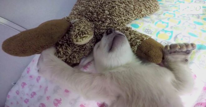 Polar Bear Cub Snoring And Cuddling With Teddy Bear Is Heart Melting