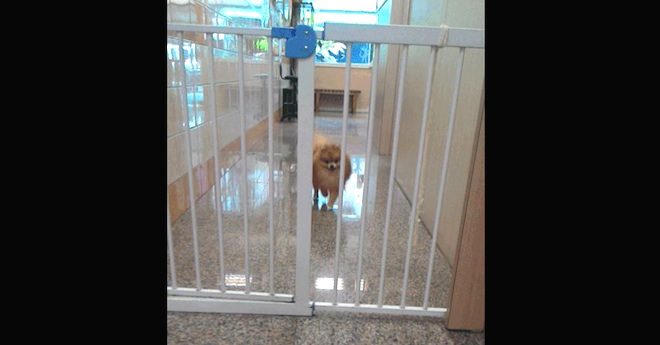 Tiny Dog Escapes Safety Gate In Hilarious Way