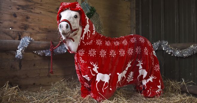 shetland pony with forsie