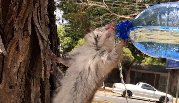possum takes water