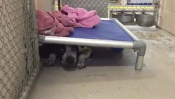 Shelter Dog Who Cowered Under Her Bed Finds Her Happy Ending
