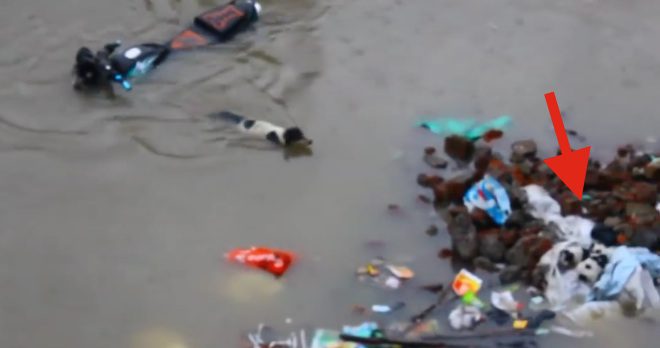 dog saves puppies from flood