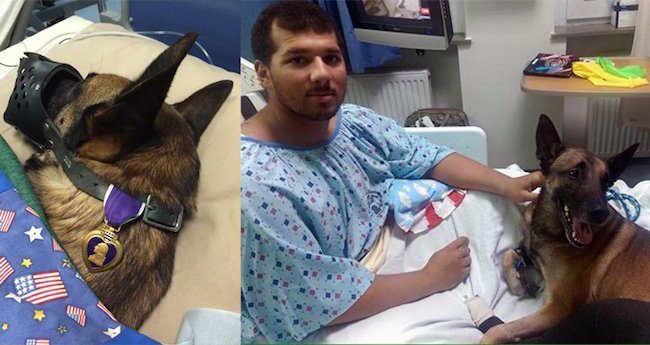 Military Dog Wears A Purple Heart While Recovering With His Handler From Bomb Blast
