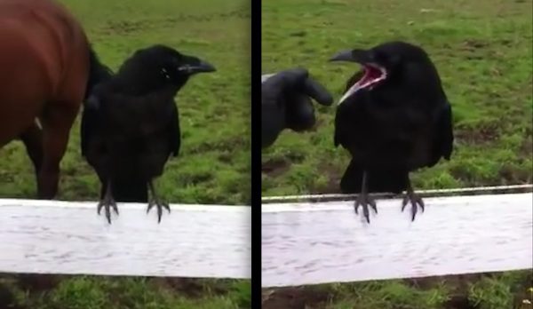 raven rescue