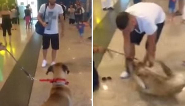 dog excited to see dad