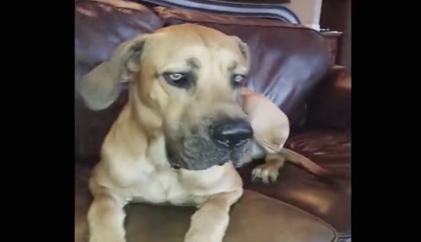 sandwich thief
