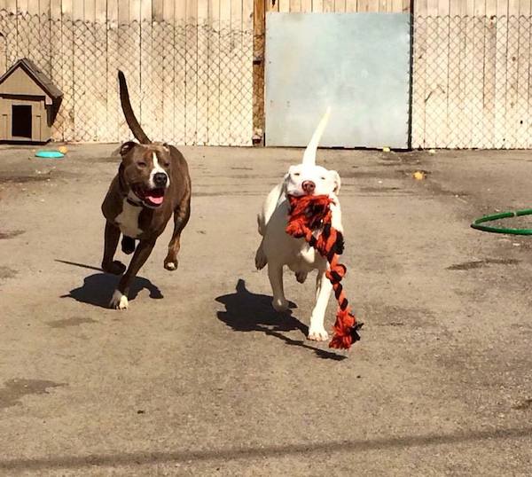 scooby-and-marshmallow
