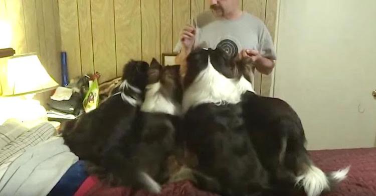 Clever Dog Switches Places in Line to Get Extra Treats