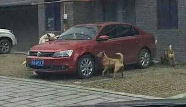 Stray Dog Gets Revenge On Driver Who Kicked Him, With A Little Help From His Friends