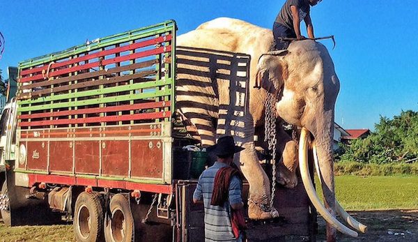 Legendary Thai Bull Elephant Freed From His Chains At Long Last