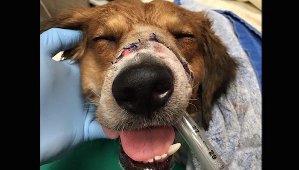 Dog Whose Snout Was Chopped By Machete Flies Thousands Of Miles For Life-Saving Surgery