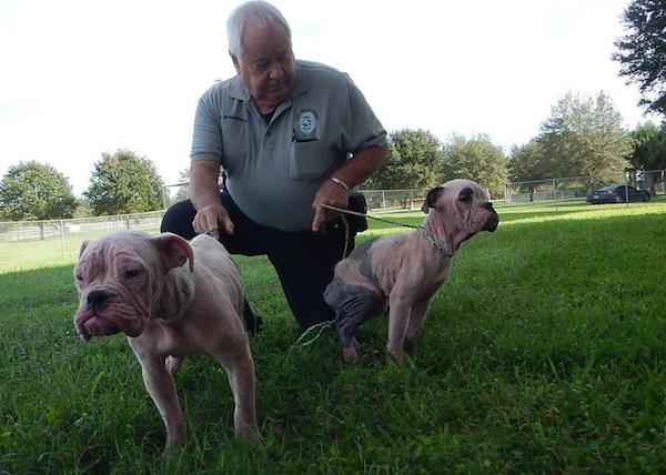 vero-puppies-3