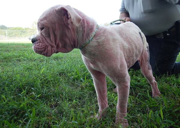 vero-puppies-5