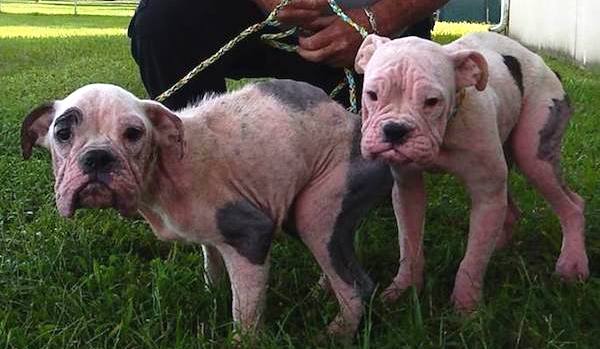 Two Starving And Sick Puppies Found On Golf Course