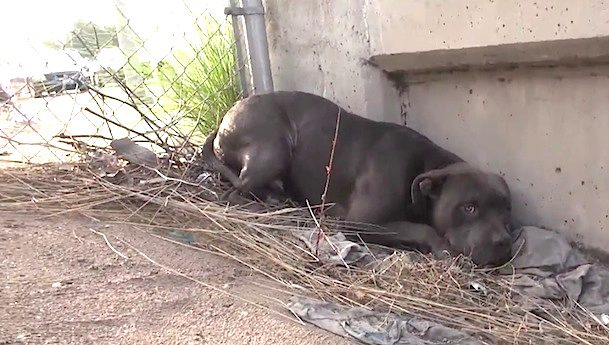 Veyron dog rescue