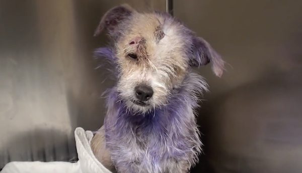 Dog Is Dumped By Her Owners In The Most Heartbreaking Case Of Neglect
