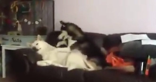 husky wake up