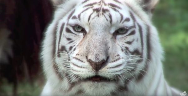 zabu