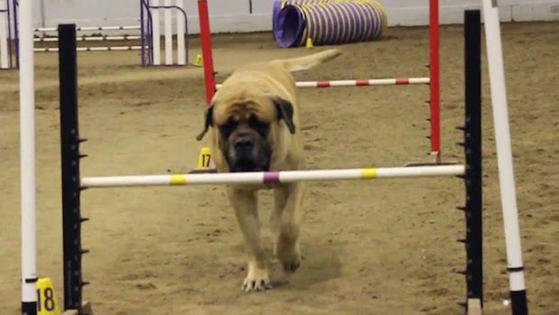 Large Mastiff Competes In Dog Agility At His Own Pace