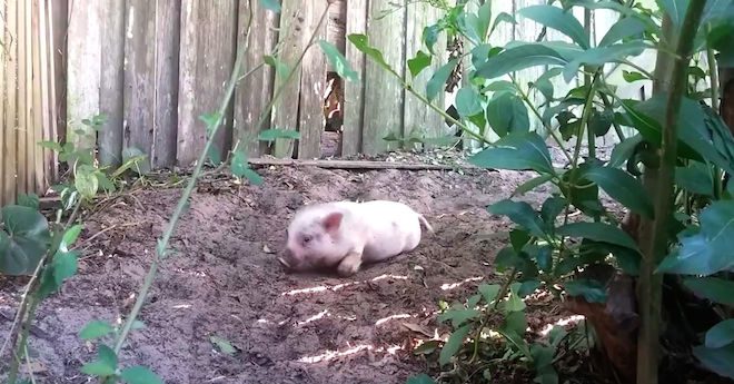 Pig Has An Adorable Case Of The ‘Zoomies’