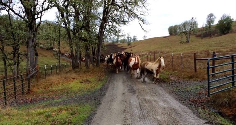 110 Horses Gallop To The Pasture In A Line