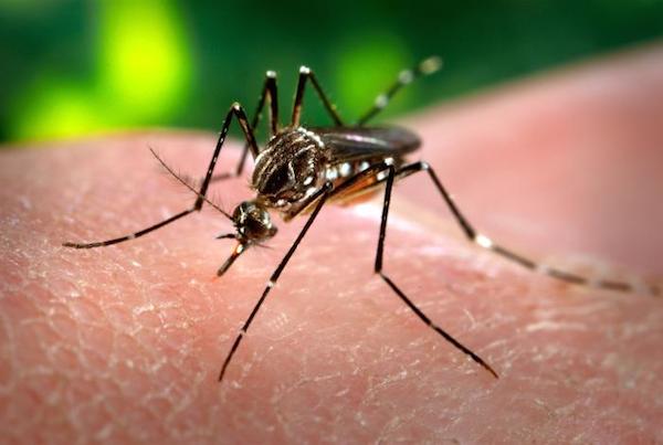 Zika Virus Poses Serious Threat To Pregnant Women, CDC Issues Travel Advisory