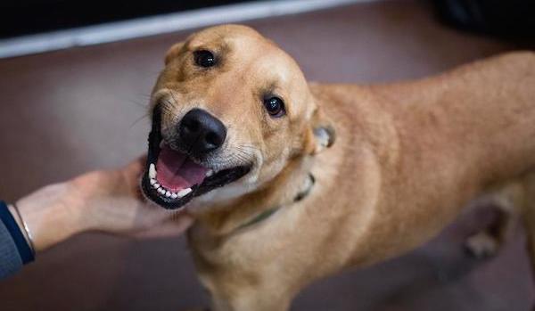 dog smiles adopted